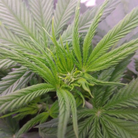 Ticker Haze  growlog timeline photo