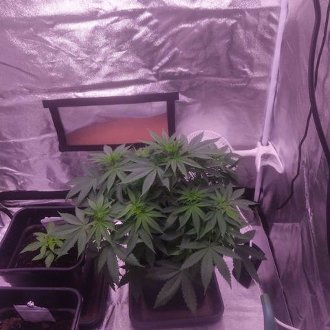 Ticker Haze  growlog timeline photo
