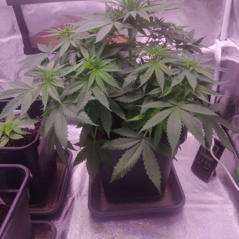 Ticker Haze  growlog timeline photo
