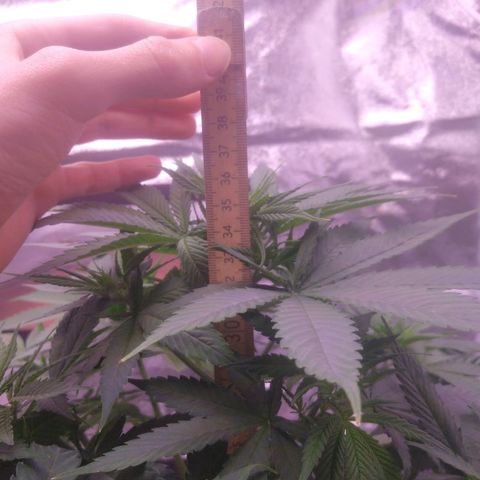 Ticker Haze  growlog photo: Pflanze macht sich gut die ersten weißen Häschen zu sehen Geschlecht weiblich zu 100% gegeben der Pflanze 3 l mit 25 ml vegetationsdünger und 25 ml blütendünger