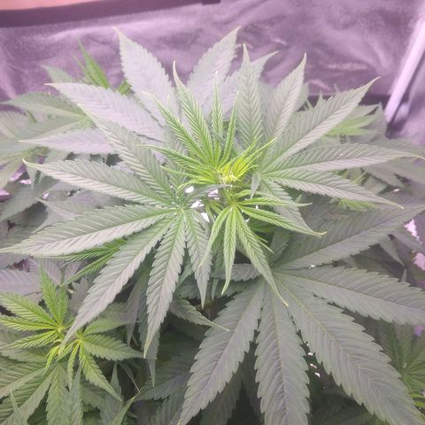 Ticker Haze  growlog photo: Pflanze macht sich gut die ersten weißen Häschen zu sehen Geschlecht weiblich zu 100% gegeben der Pflanze 3 l mit 25 ml vegetationsdünger und 25 ml blütendünger
