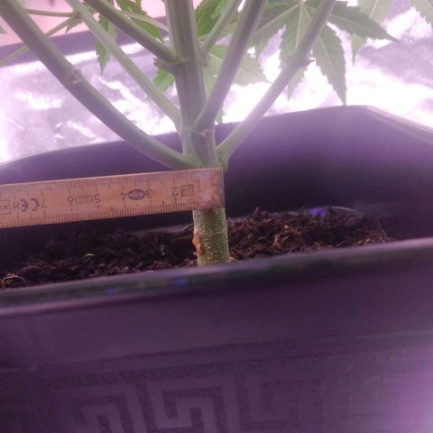 Ticker Haze  growlog photo: Pflanze macht sich gut die ersten weißen Häschen zu sehen Geschlecht weiblich zu 100% gegeben der Pflanze 3 l mit 25 ml vegetationsdünger und 25 ml blütendünger