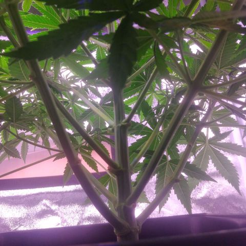 Ticker Haze  growlog photo: Pflanze macht sich gut die ersten weißen Häschen zu sehen Geschlecht weiblich zu 100% gegeben der Pflanze 3 l mit 25 ml vegetationsdünger und 25 ml blütendünger