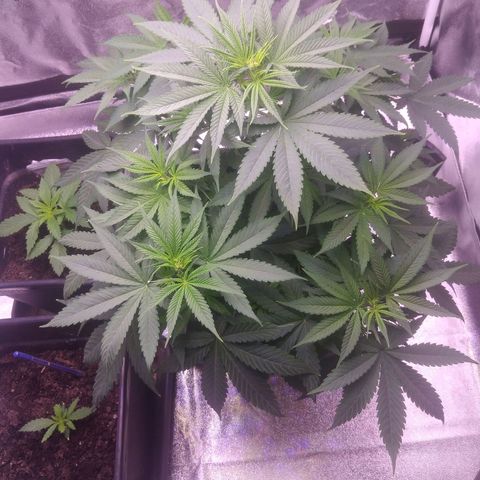 Ticker Haze  growlog photo: Pflanze macht sich gut die ersten weißen Häschen zu sehen Geschlecht weiblich zu 100% gegeben der Pflanze 3 l mit 25 ml vegetationsdünger und 25 ml blütendünger