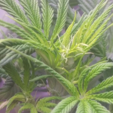 Ticker Haze  growlog photo: Pflanze macht sich gut die ersten weißen Häschen zu sehen Geschlecht weiblich zu 100% gegeben der Pflanze 3 l mit 25 ml vegetationsdünger und 25 ml blütendünger