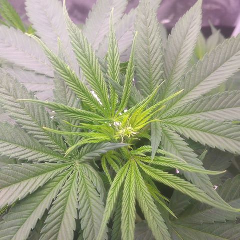 Ticker Haze  growlog photo: Pflanze macht sich gut die ersten weißen Häschen zu sehen Geschlecht weiblich zu 100% gegeben der Pflanze 3 l mit 25 ml vegetationsdünger und 25 ml blütendünger