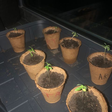 Amnesia Auto growlog photo: 1 pousse plus petite que les autres et 1 de moins bonne qualité 