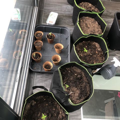Amnesia Auto growlog photo: Rempotage de 4 plantes dans les sacs car feuilles tombent vers le bas 