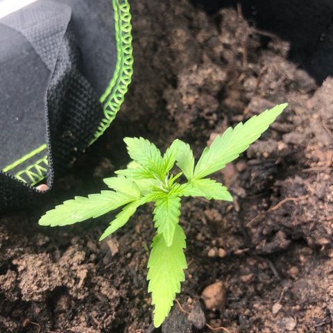 Amnesia Auto growlog photo: Floraison sur quelques plantes bizarres car 32 eme jour depuis germination 