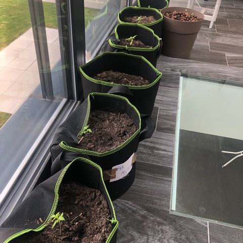 Amnesia Auto growlog photo: Floraison sur quelques plantes bizarres car 32 eme jour depuis germination 