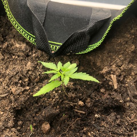 Amnesia Auto growlog photo: Floraison sur quelques plantes bizarres car 32 eme jour depuis germination 