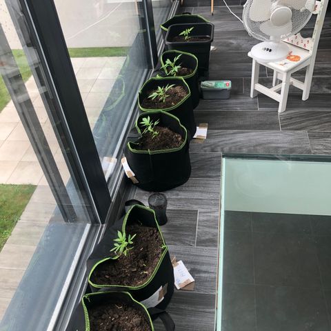 Amnesia Auto growlog photo: Pousse rapide 