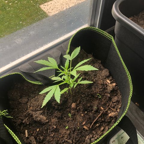 Amnesia Auto growlog photo: Pousse rapide 
