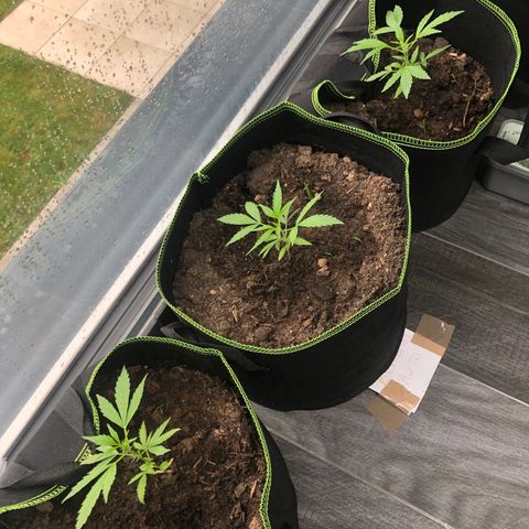 Amnesia Auto growlog photo: Pousse rapide 