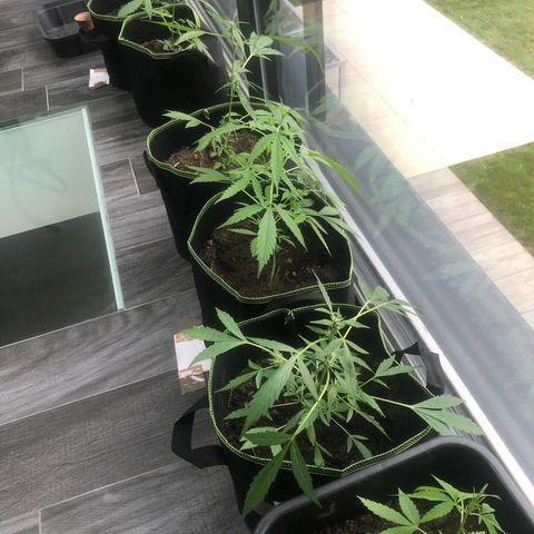 Amnesia Auto growlog timeline photo