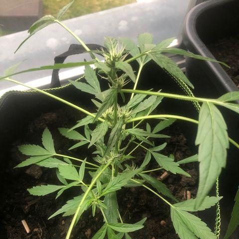 Amnesia Auto growlog timeline photo