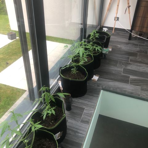 Amnesia Auto growlog timeline photo