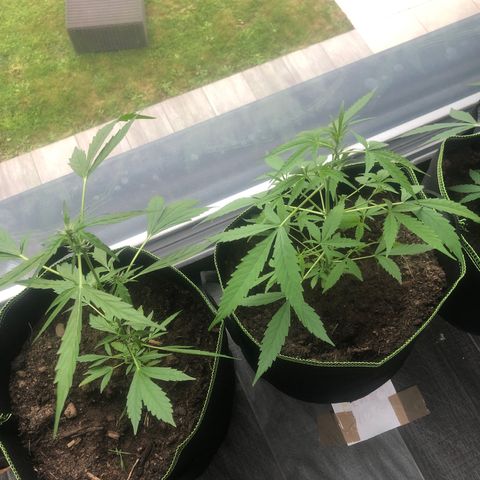 Amnesia Auto growlog timeline photo