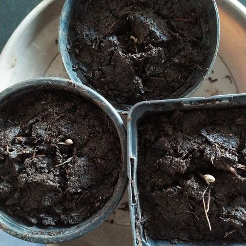 Liquid Mother growlog photo: 1ère mise en terre 
