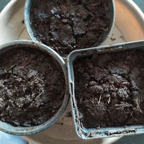Liquid Mother growlog photo: 1ère mise en terre 