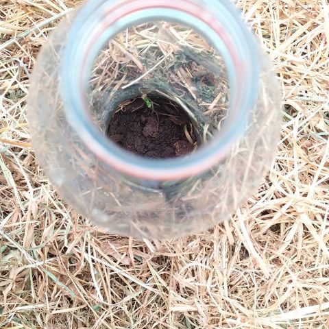 Liquid Mother growlog timeline photo