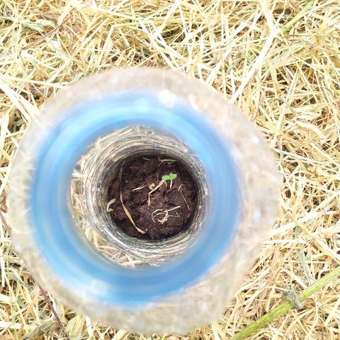 Liquid Mother growlog timeline photo