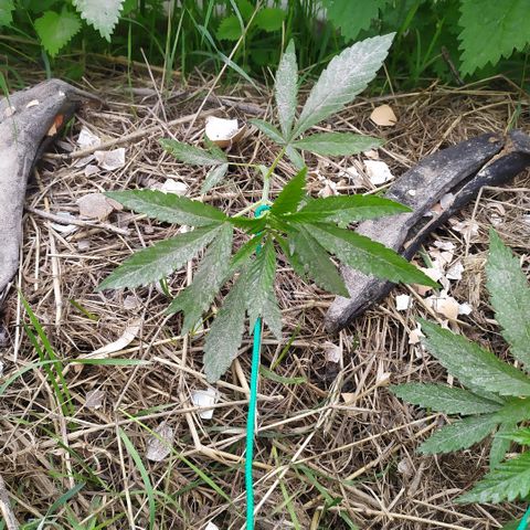 Liquid Mother growlog timeline photo