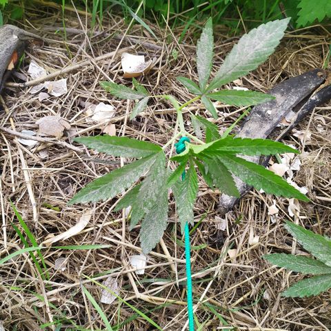 Liquid Mother growlog timeline photo
