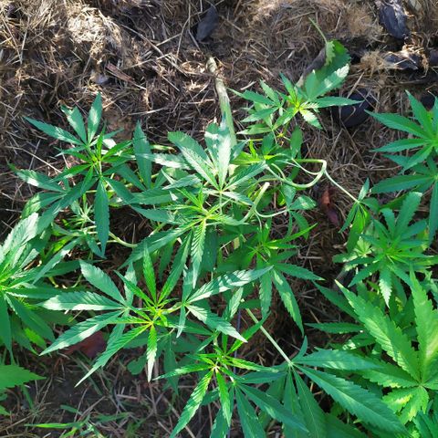Liquid Mother growlog timeline photo