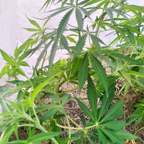 Liquid Mother growlog timeline photo