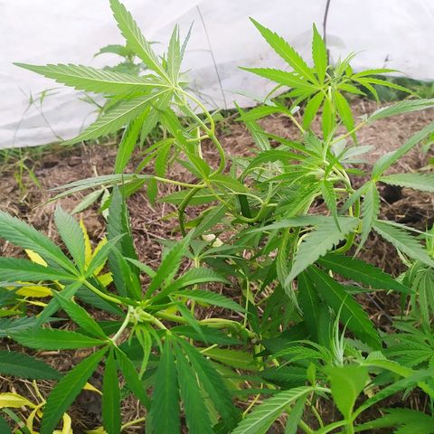 Liquid Mother growlog timeline photo
