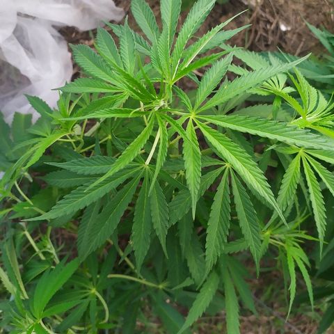 Liquid Mother growlog timeline photo