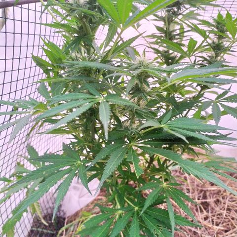 Liquid Mother growlog timeline photo