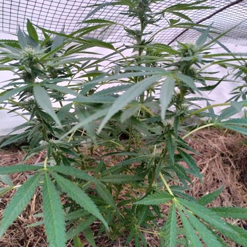 Liquid Mother growlog timeline photo