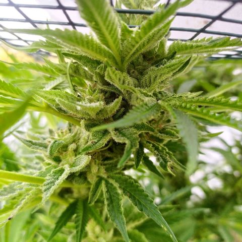 Liquid Mother growlog timeline photo