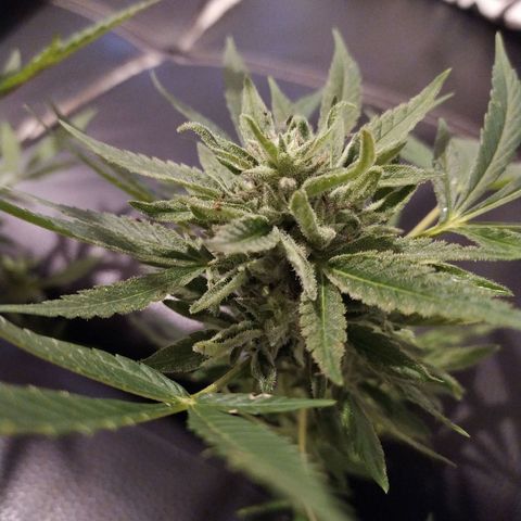 Liquid Mother growlog timeline photo