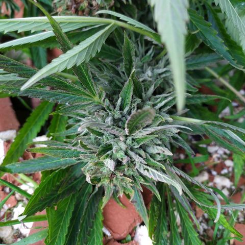 Liquid Mother growlog timeline photo