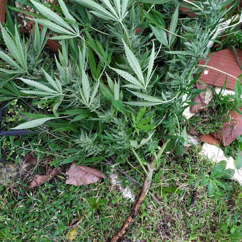 Liquid Mother growlog timeline photo