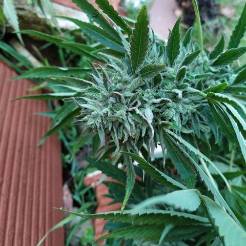 Liquid Mother growlog timeline photo