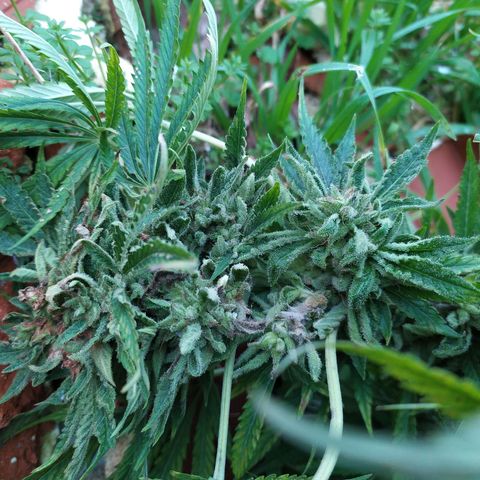 Liquid Mother growlog timeline photo