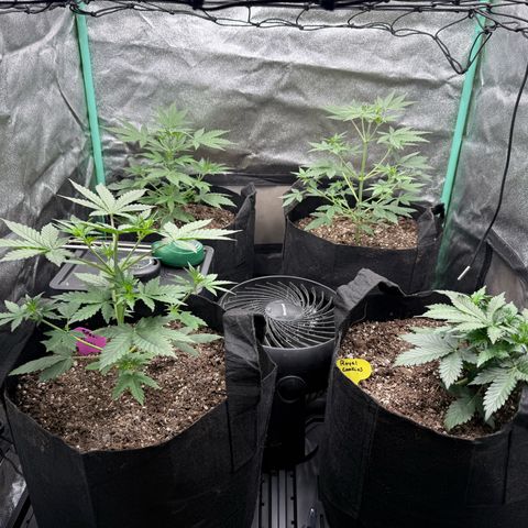 Royal Cookies Automatic growlog timeline photo