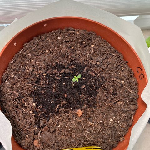 gorilla cookies auto - 9l plastic - herbsoil growlog timeline photo