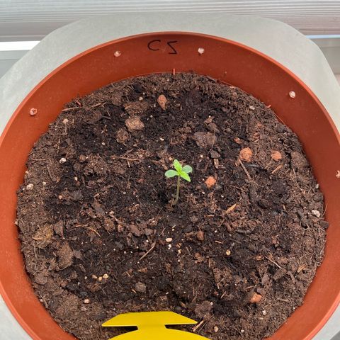 gorilla cookies auto - 9l plastic - herbsoil growlog timeline photo