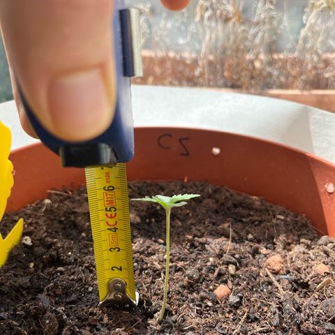 gorilla cookies auto - 9l plastic - herbsoil growlog timeline photo