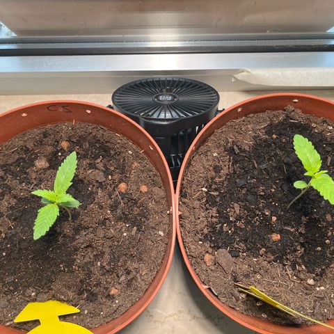 gorilla cookies auto - 9l plastic - herbsoil growlog timeline photo