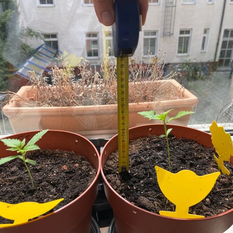 gorilla cookies auto - 9l plastic - herbsoil growlog timeline photo