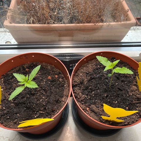 gorilla cookies auto - 9l plastic - herbsoil growlog timeline photo