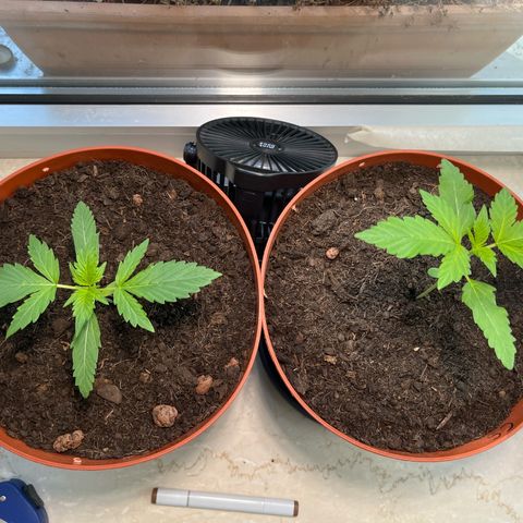 gorilla cookies auto - 9l plastic - herbsoil growlog timeline photo