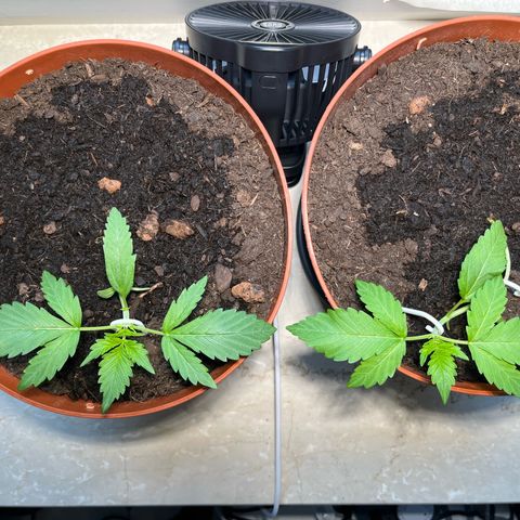 gorilla cookies auto - 9l plastic - herbsoil growlog timeline photo