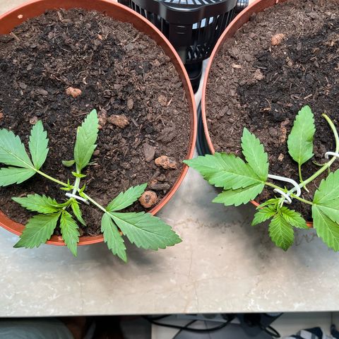 gorilla cookies auto - 9l plastic - herbsoil growlog timeline photo